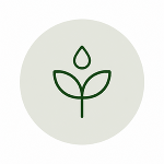 Icon: stilisierte Pflanze mit Blatt und Tropfen – Förderung.