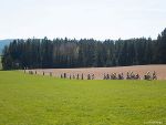 ...durch Wald und Wiesen... © G. Wetzelberger ...durch Wald und Wiesen...